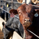 Cattle on a feedlot in Nebraska.